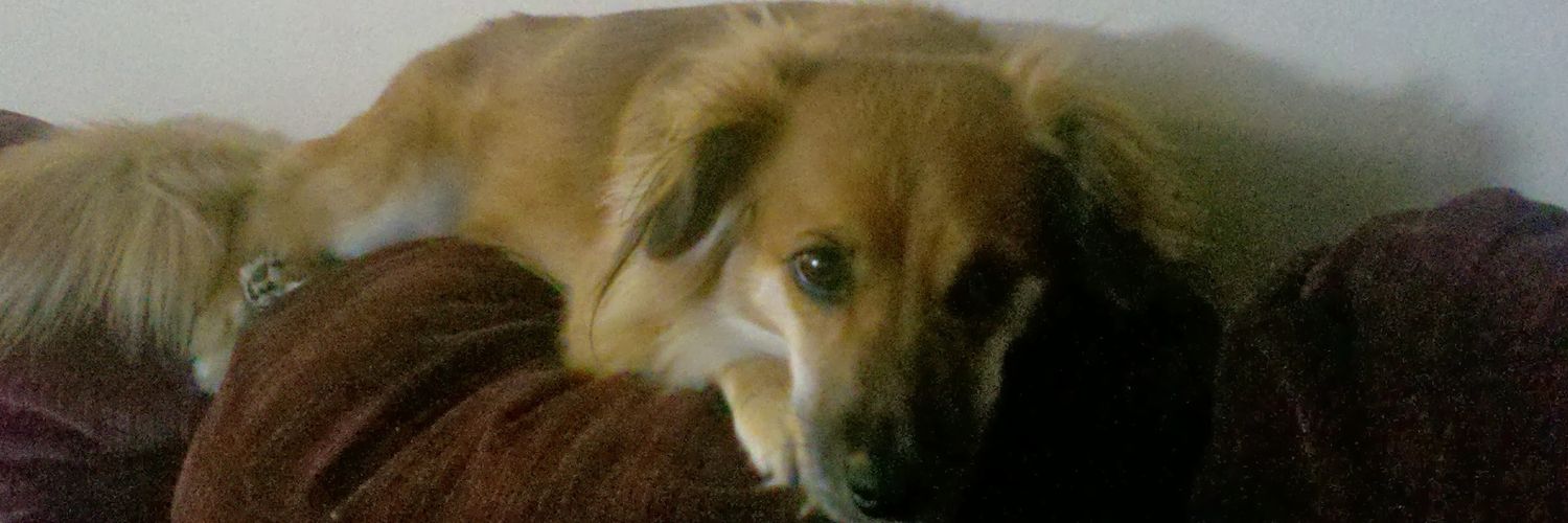 Johnny Hughes banner