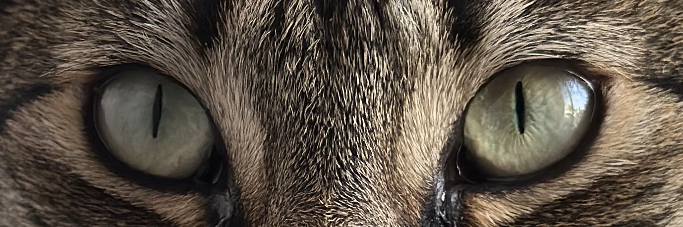 ChavesSasha's profile banner image