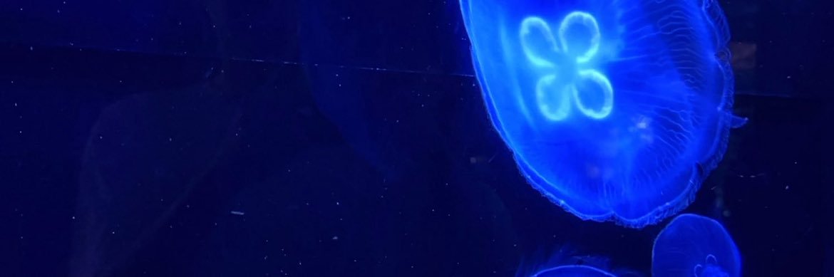 🪼 banner