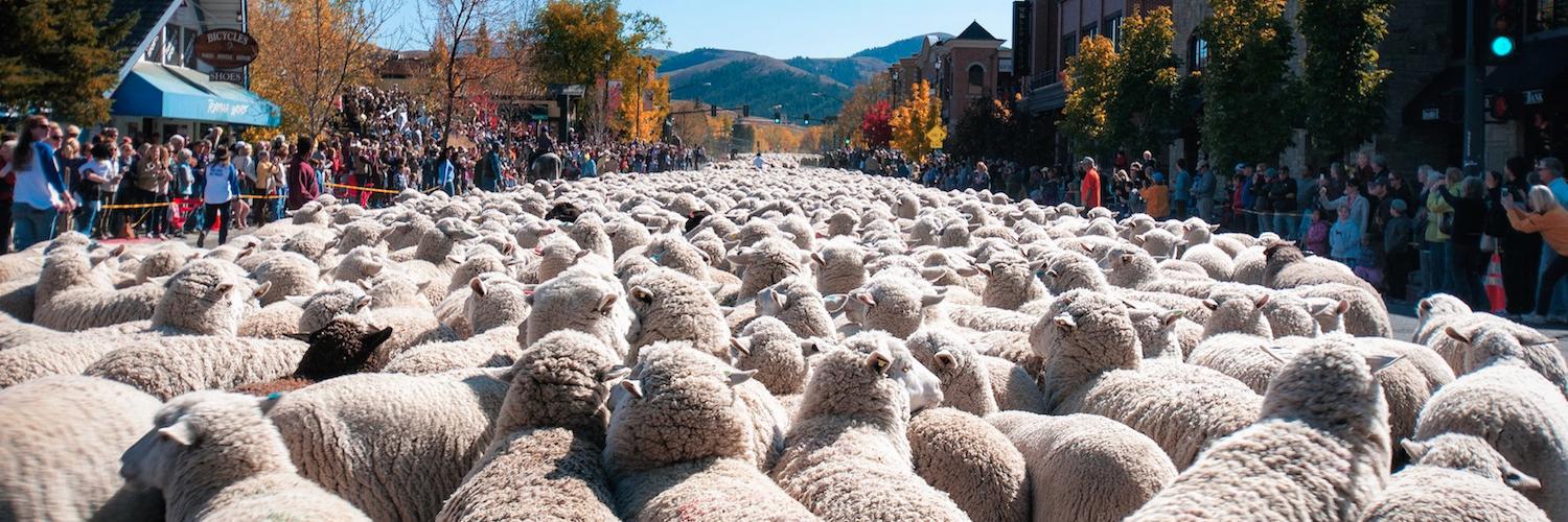trailingsheep's profile banner image