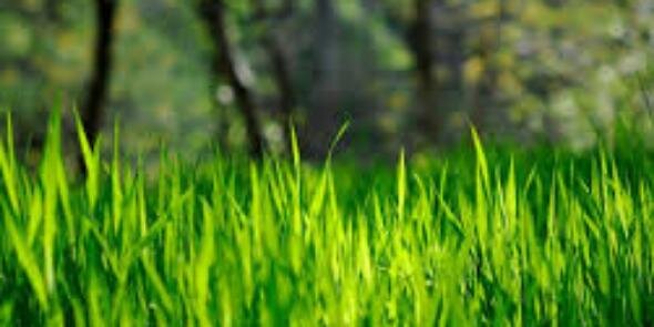 Irene Grt banner
