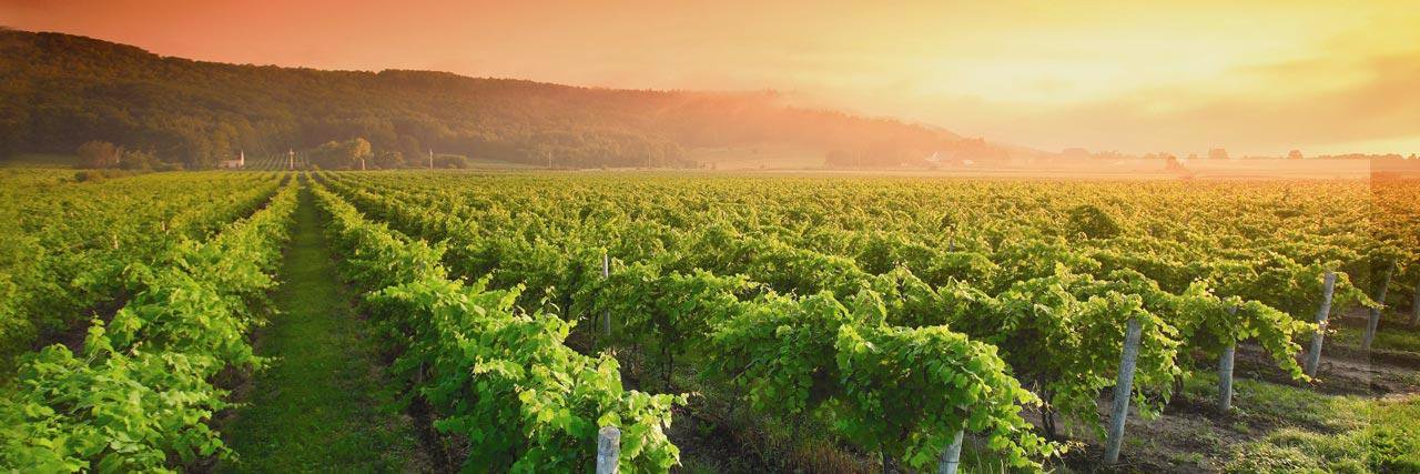 Bishop’s Cellar banner