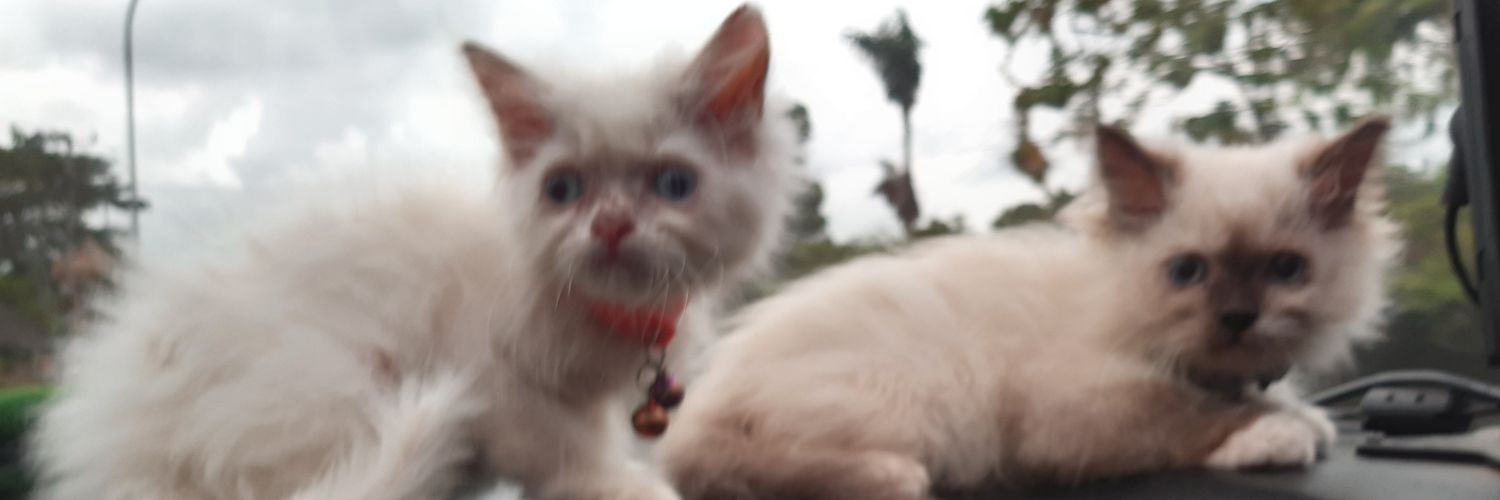 ranraniew's profile banner image