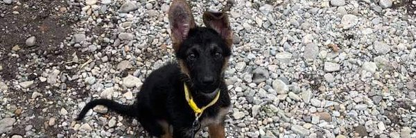 unknown1111wolf Profile Banner
