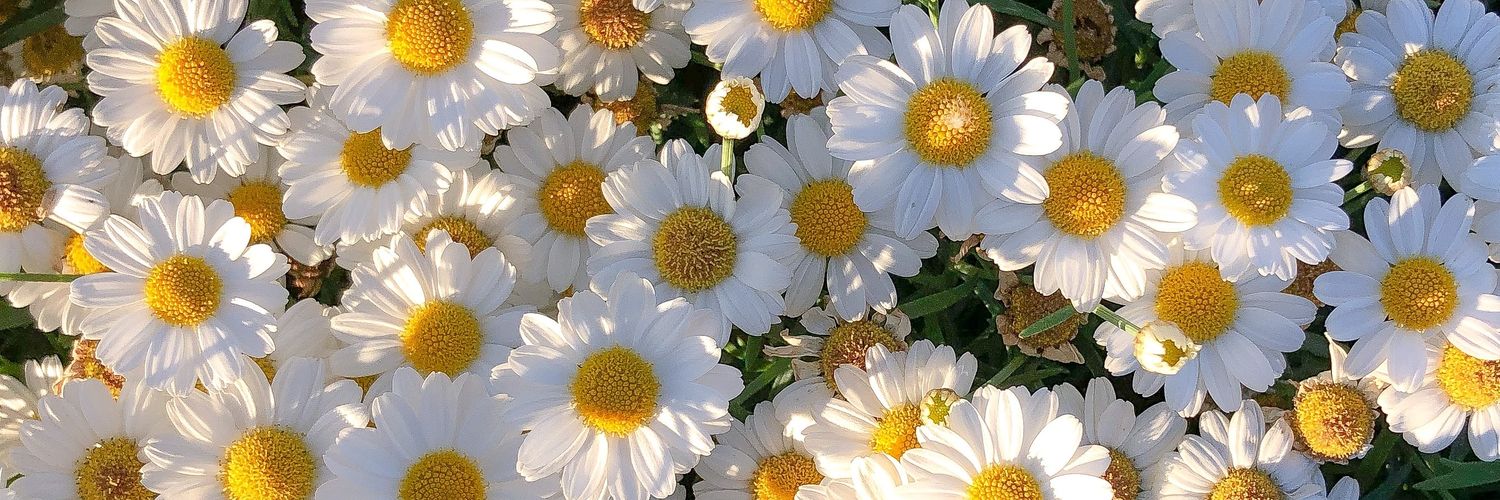 martaavella_'s profile banner image