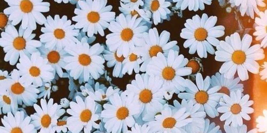 seymaciftcii's profile banner image