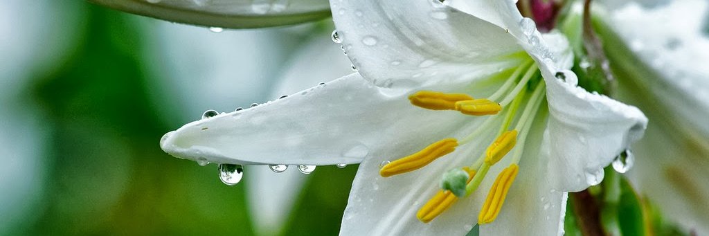 ollalan's profile banner image