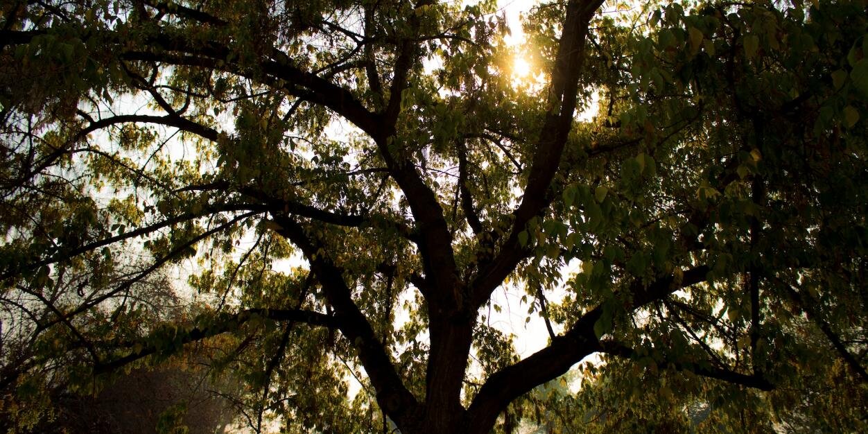 scheleffb's profile banner image