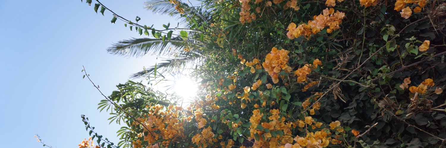 amiraelgawly's profile banner image