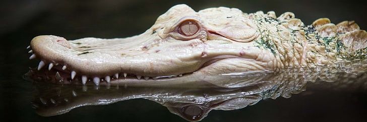 Arfarzanis's profile banner image
