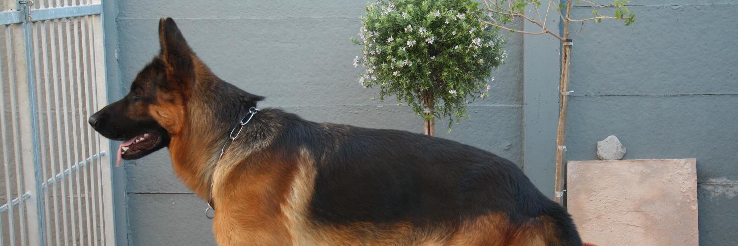 thestevocarter's profile banner image