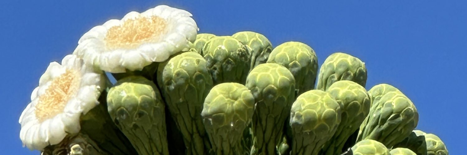 ShalyndaForReal's profile banner image