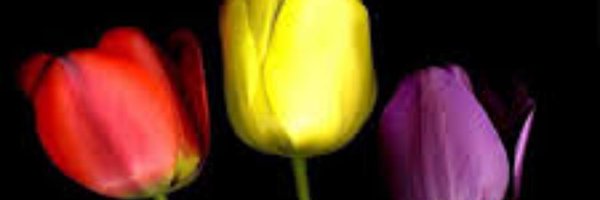 NeferSek Profile Banner