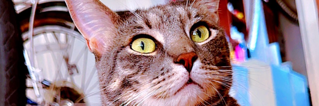 MayerlineSP's profile banner image