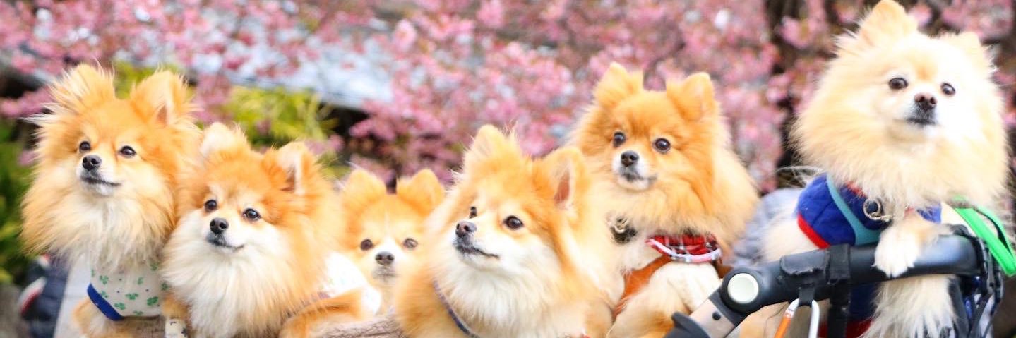 4clover_ayap's profile banner image