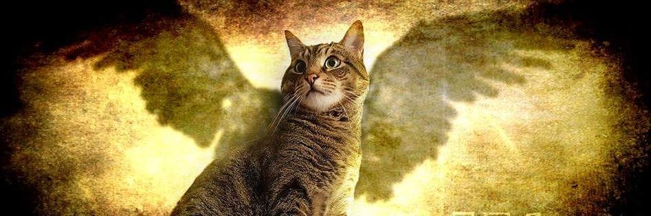 Cat_Isidor's profile banner image
