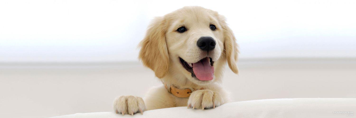 Dog Lover banner