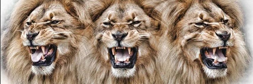 Craig Bainbridge banner