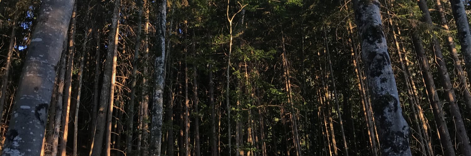 MariaWeickert's profile banner image