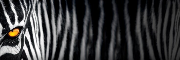 LeleSarraino's profile banner image