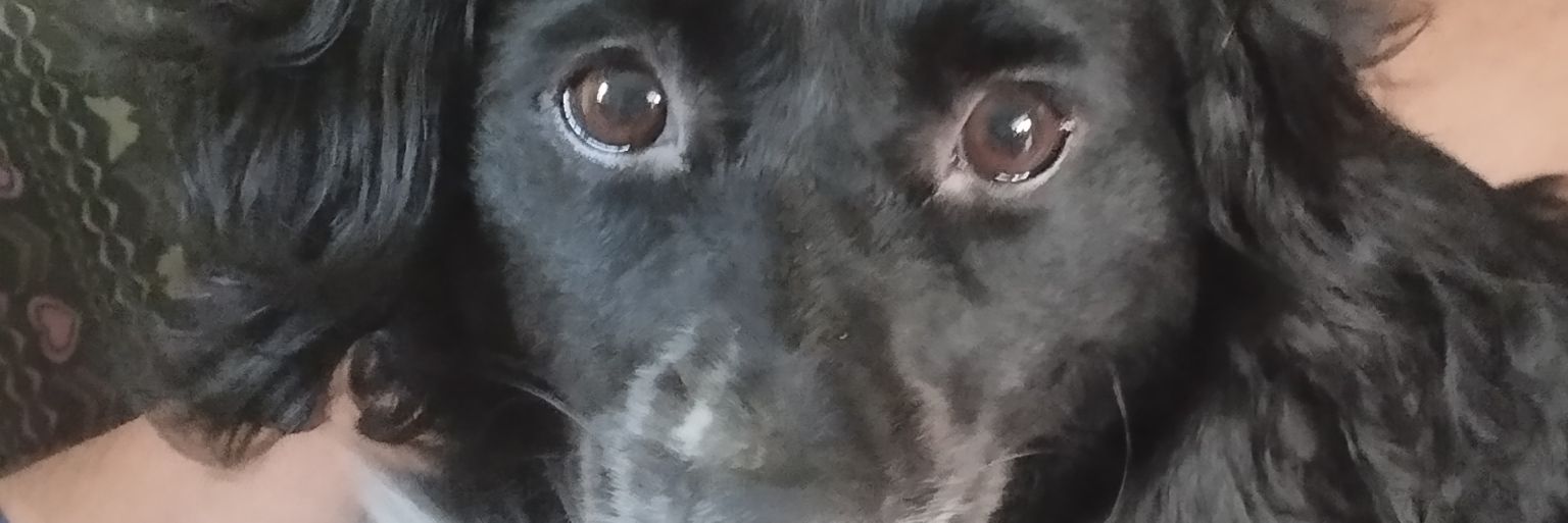 ORFANAJARRO's profile banner image
