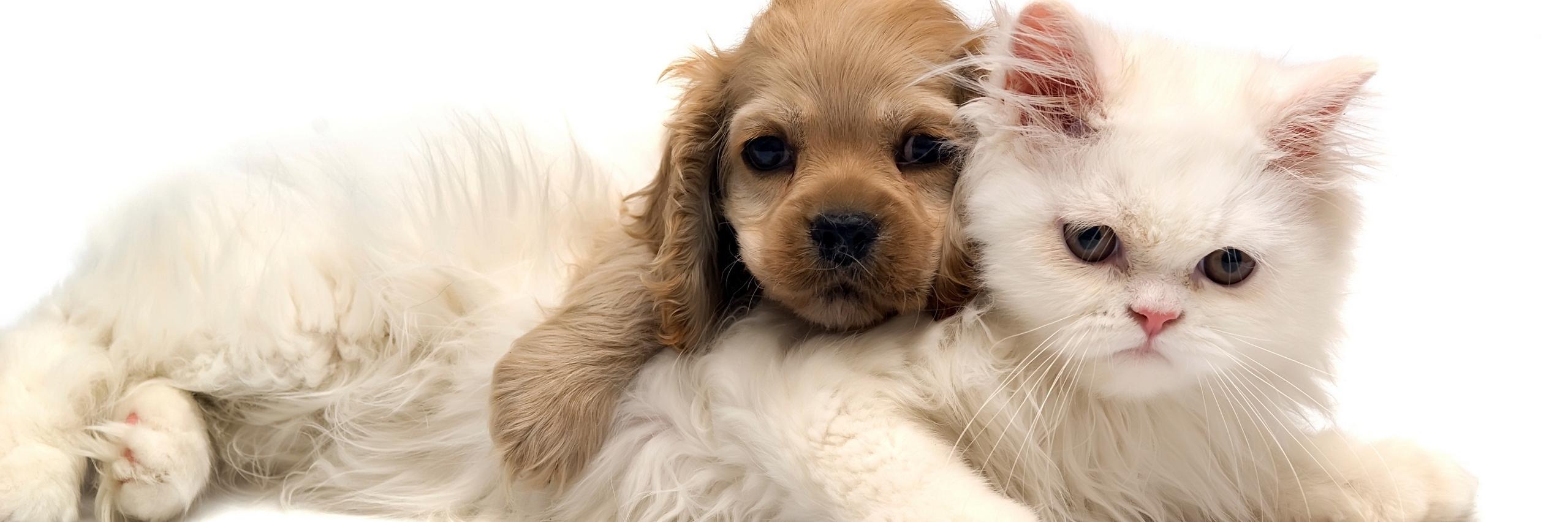 PetsPoint's profile banner image