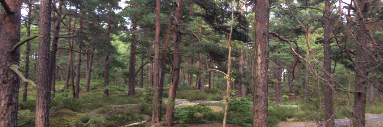 tribbs_'s profile banner image