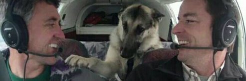 Pilots N Paws banner