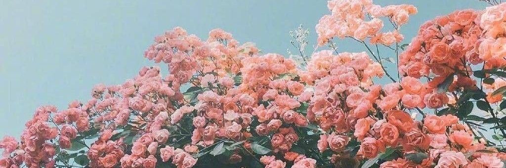 Mieresflor's profile banner image