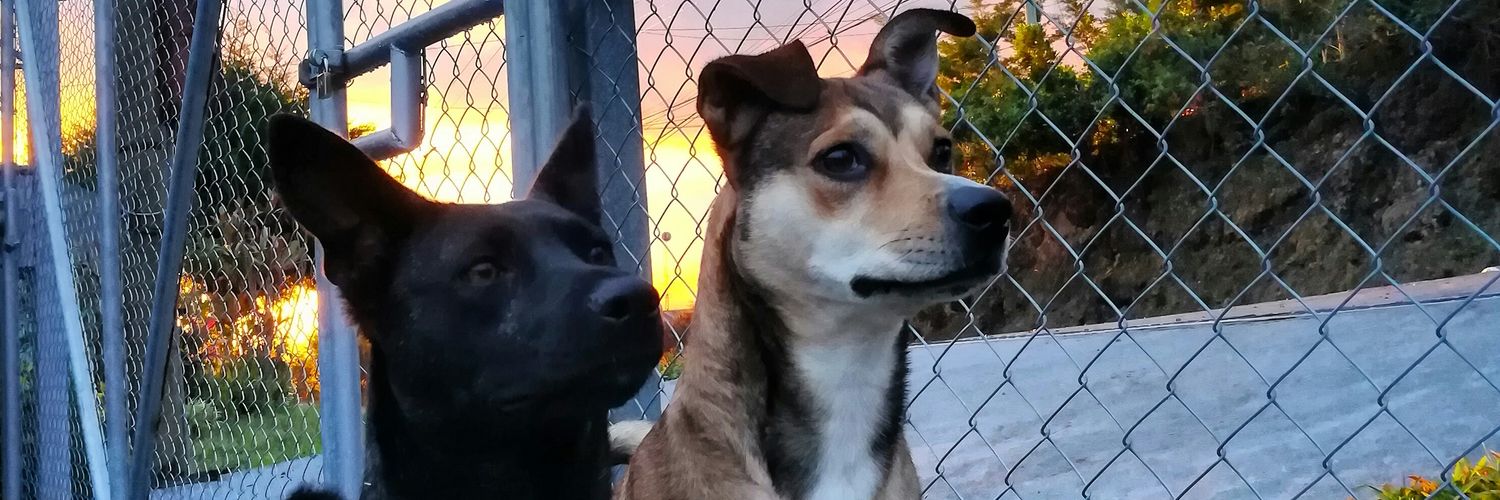 PicadoMarco's profile banner image