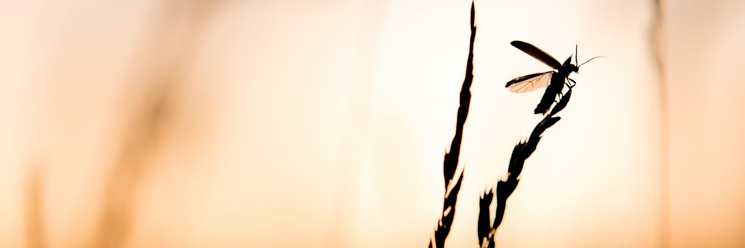 loving_linus's profile banner image