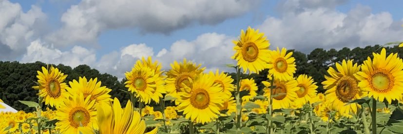 jade_talsma's profile banner image
