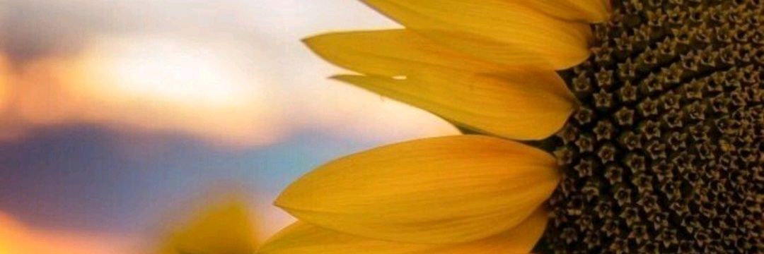 ichashidayat's profile banner image