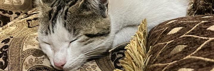 mariantzu's profile banner image