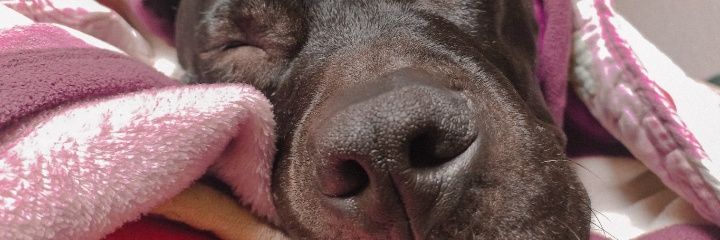 _Laura_pardo's profile banner image