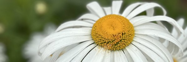 GailFriedt Profile Banner