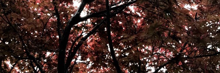 Shaaman_Belle's profile banner image