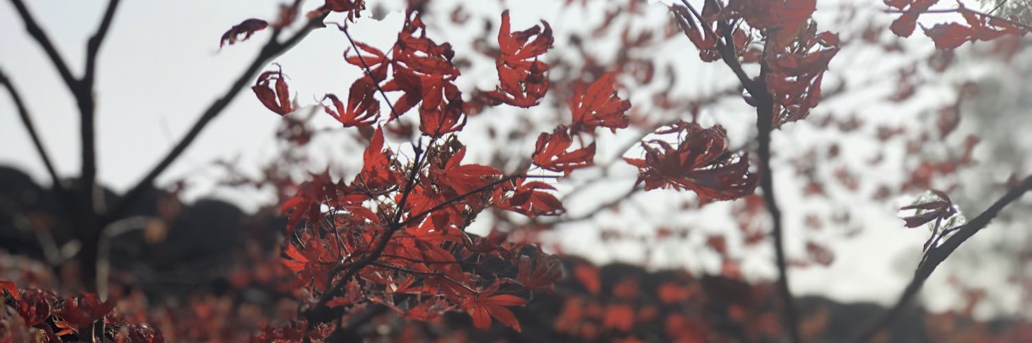 Lithwei's profile banner image