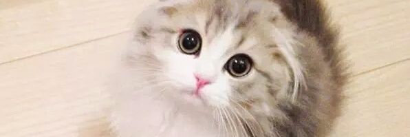 meowlov3's profile banner image