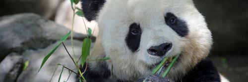babypandaa's profile banner image