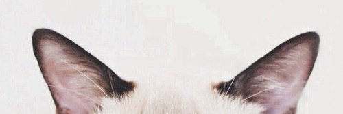 Shela Oktaviani banner