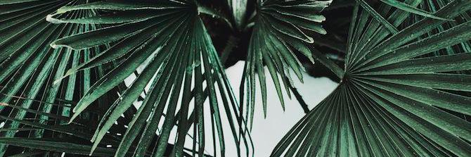 earthling_moon's profile banner image