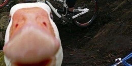 NotCaliche's profile banner image