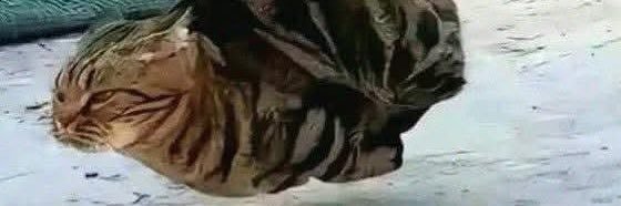 scipio_'s profile banner image