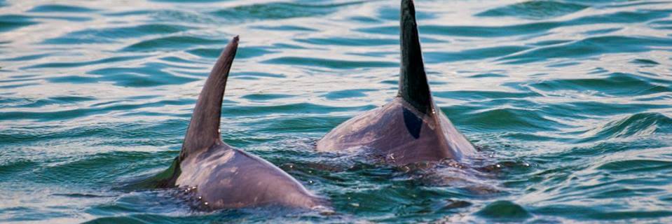 dolphin_StAug's profile banner image