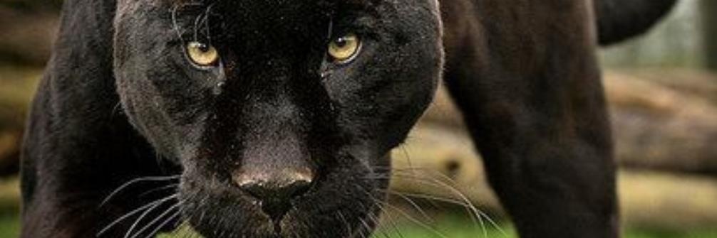 grootbooi's profile banner image
