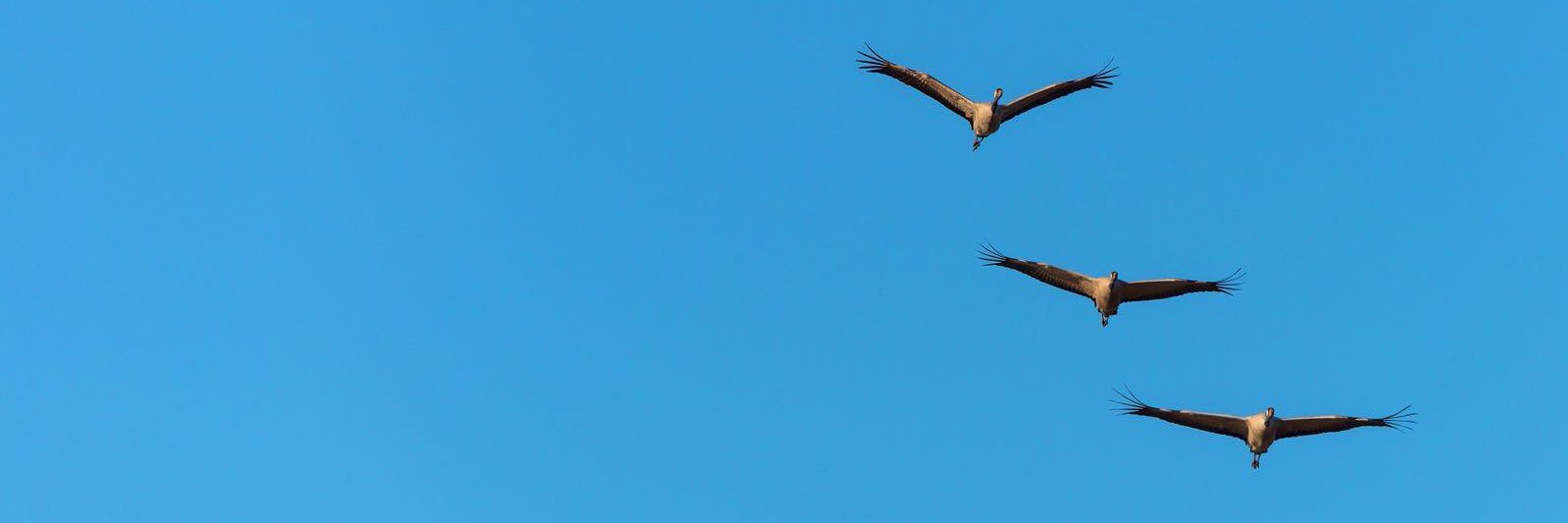 Wings for Animals banner
