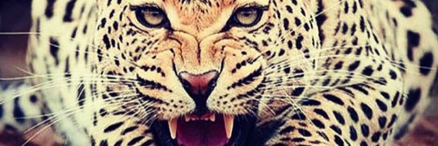 MaliniDance's profile banner image