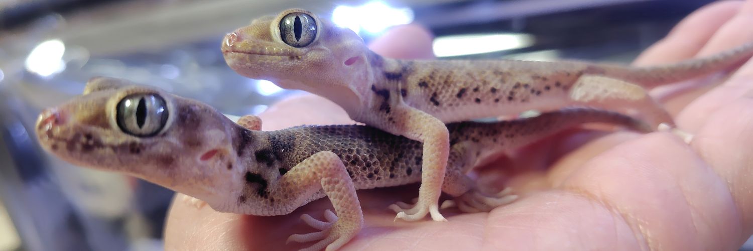 A4/ゆうや🦎 banner