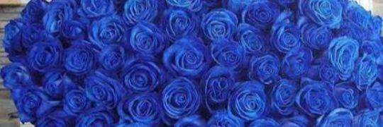 desicamcam's profile banner image
